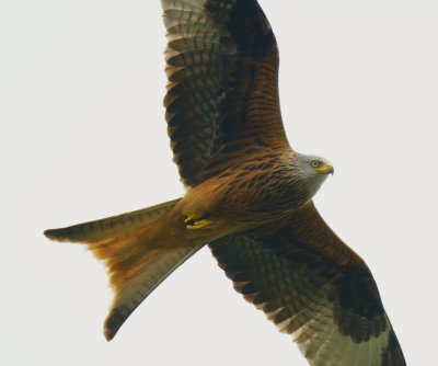 Red Kite 