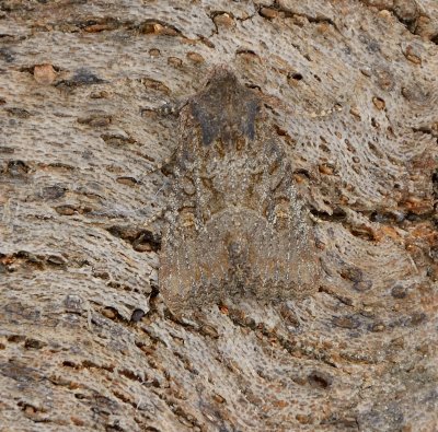 Common Rustic 