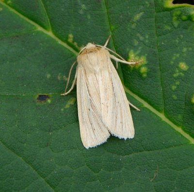 Common Wainscot 