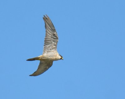 Peregrine Falcon