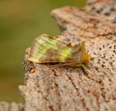 Burnished Brass 