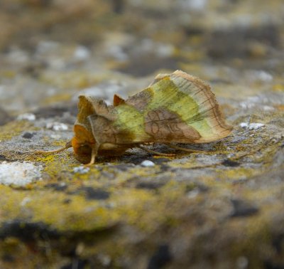 Burnished Brass 