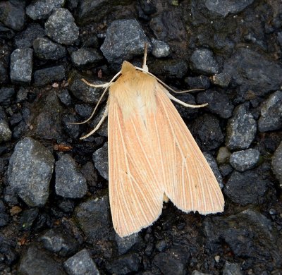 Common Wainscot 