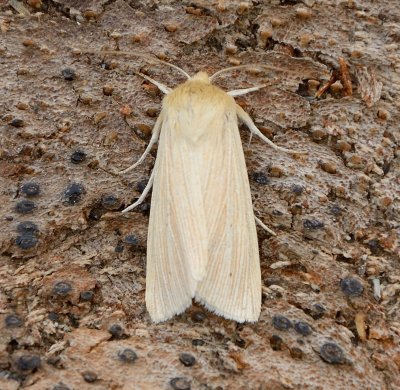 Common Wainscot
