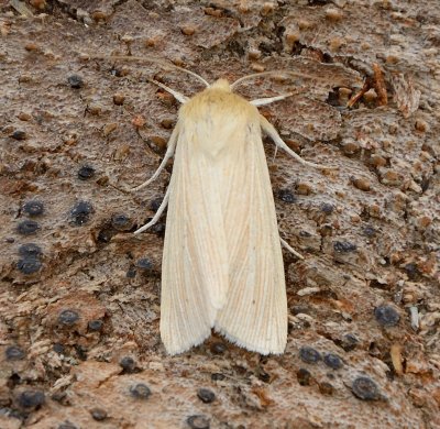 Common Wainscot 