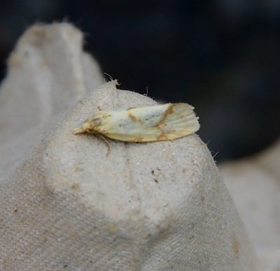 Common Yellow Conch