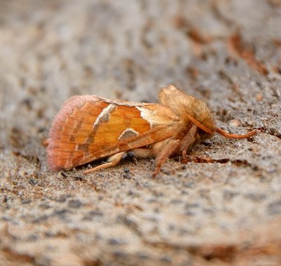 Orange Swift 