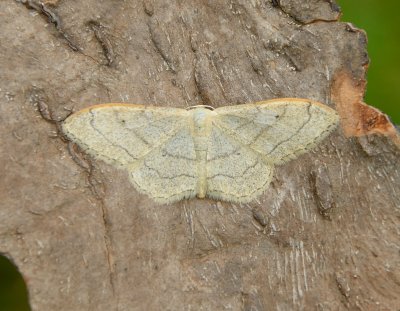 Riband Wave 