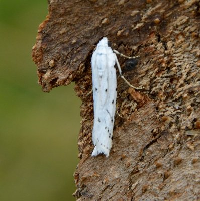 Thistle Ermine 