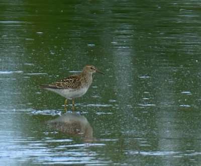 Pectoral Sandpiper 