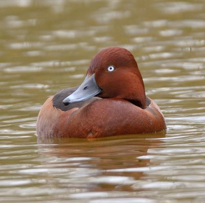 Ferruginous Duck 