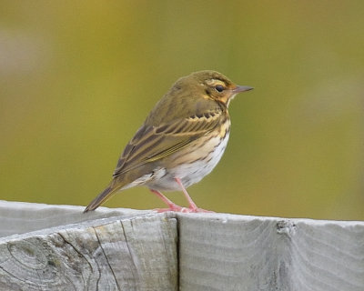 Olive-backed Pipit 