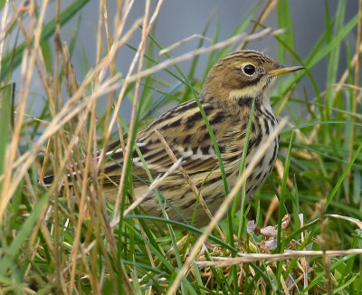 Red-throated Pipit 