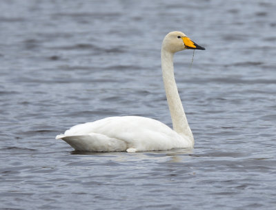 Whooper Swan 