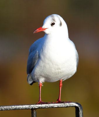 Black-headed Gul