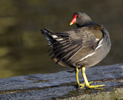 Moorhen