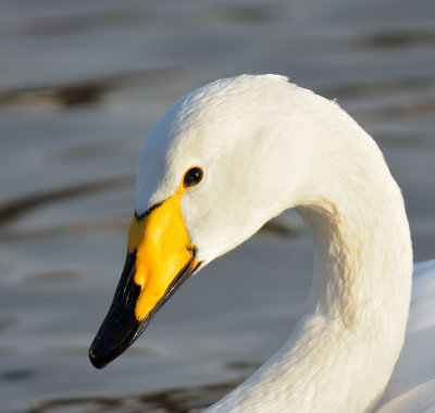 Whooper Swan