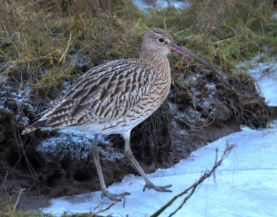 Curlew