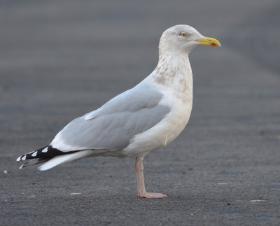 Herring Gull