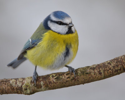 Blue Tit