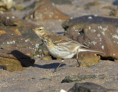 Water Pipit
