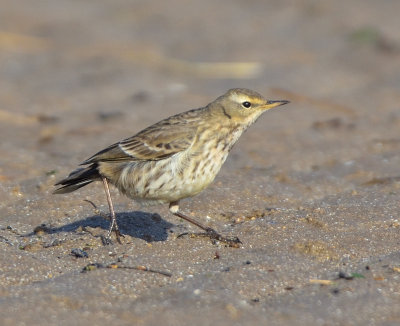 Water Pipit
