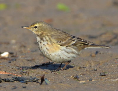 Water Pipit