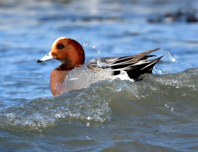 Wigeon