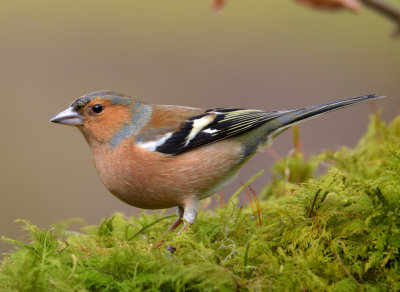 Chaffinch