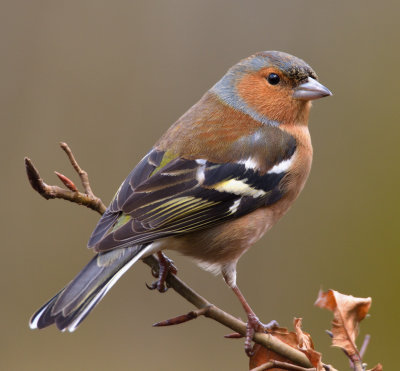 Chaffinch