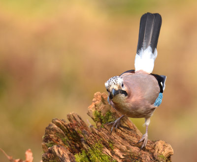 Jay
