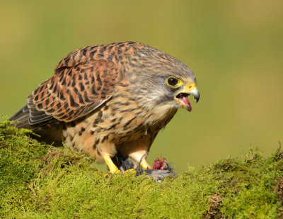 Kestrel 