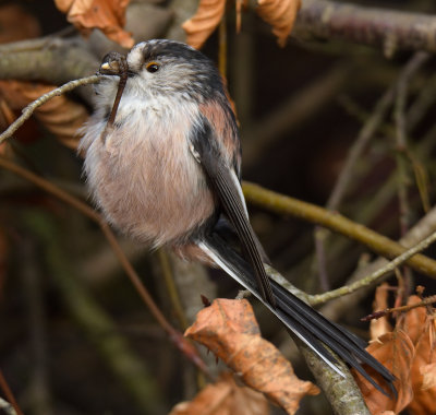Long-tailed Tit