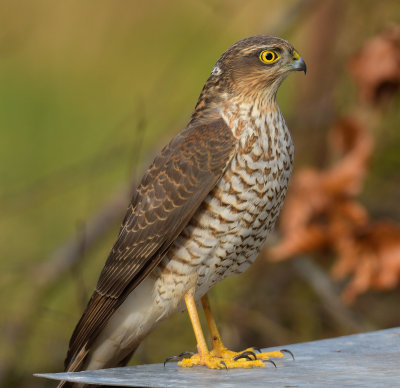 Sparrowhawk