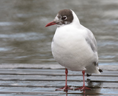 Black-headed Gul