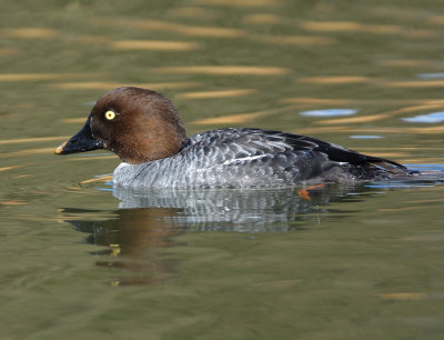 Goldeneye