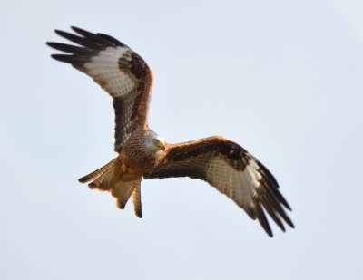 Red Kite 