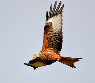 Red Kite 