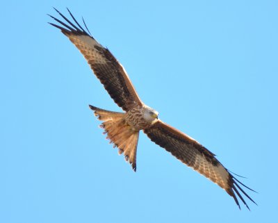 Red Kite 
