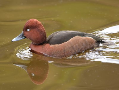 Ferruginous Duck 