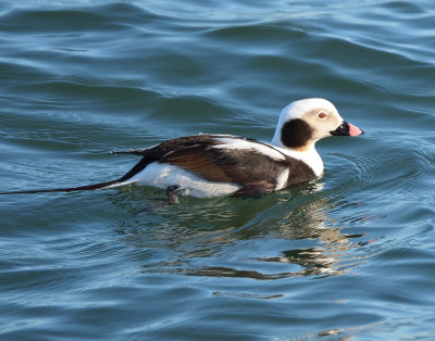 Long-tailed Duck