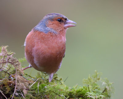 Chaffinch
