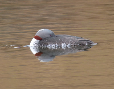 Red-throated Diver