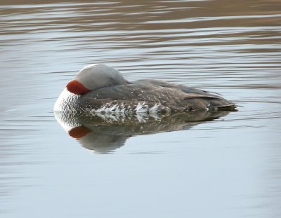 Red-throated Diver 