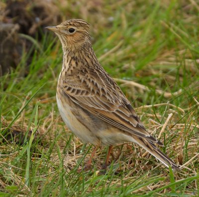 Skylark 