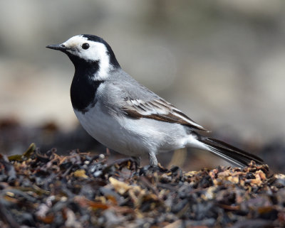 White Wagtail