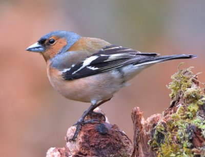 Chaffinch