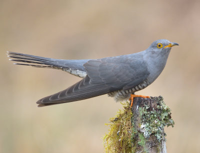 Cuckoo 