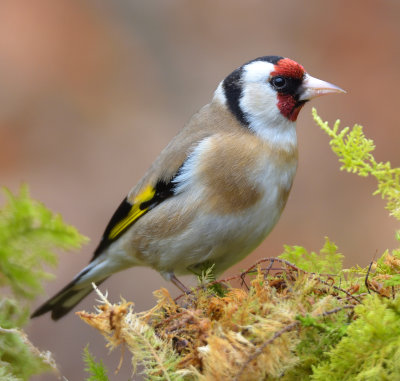 Goldfinch