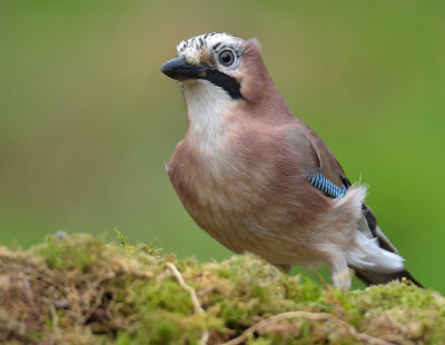 Jay